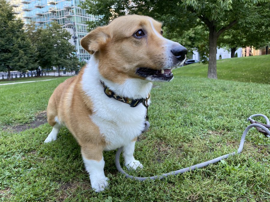 Thursday morning park patrols! It’s nice a brisk today — perfect for the squirrel chasing!
#Corgi #CorgiCrew #dogsoftwitter