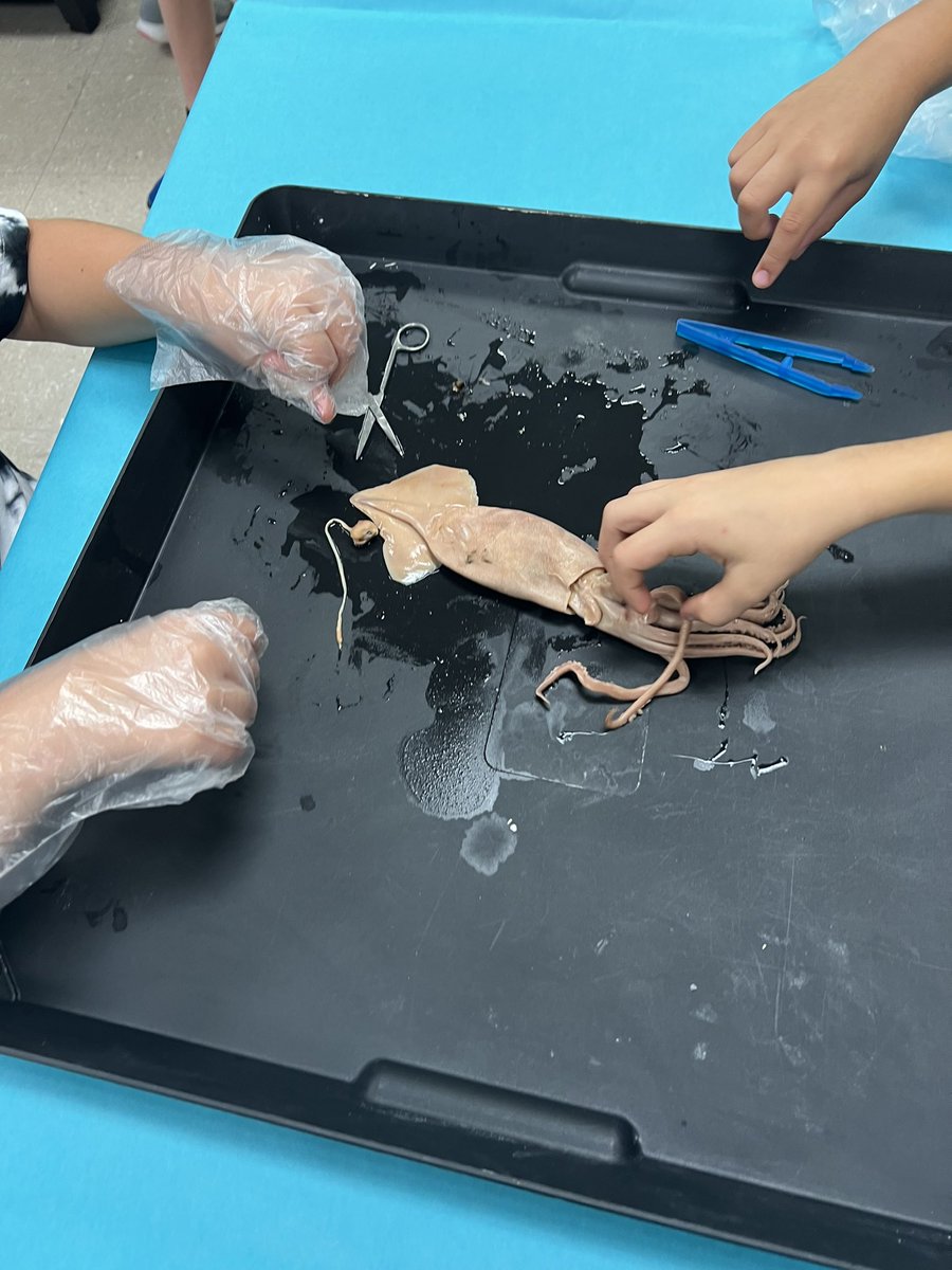 Third grade had an exciting, engaging learning experience dissecting squid today as they wrapped up their quarter one science topic: structures and functions of animals. <a href="/BESTEAM_Sumner/">Beech Elementary School</a> <a href="/BenLBruce/">Ben Bruce</a> <a href="/sumnerstem/">@SumnerSTEM @SumnerSTEAM</a> #ROCvision #SumnerAchieves