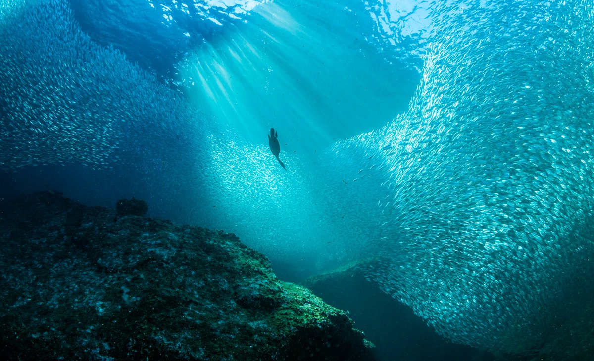 ademe's tweet photo. [#WorldMaritimeDay] ⚓️
🖐 8 millions de tonnes de plastiques sont déversées tous les ans dans les océans !
🌊 En cette Journée Mondiale de la Mer, l’@ademe vous donne quelques conseils pour réduire votre consommation de #plastique.
Découvrez le guide 👉https://t.co/uOWjXaXlDy https://t.co/VnX4Ngh1ku