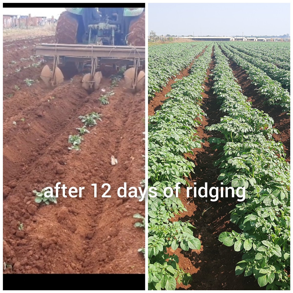 So after ripping my next activity is top dressing followed by ridging. If you do it right 60tonnes is just the beginning its so easy to achieve.