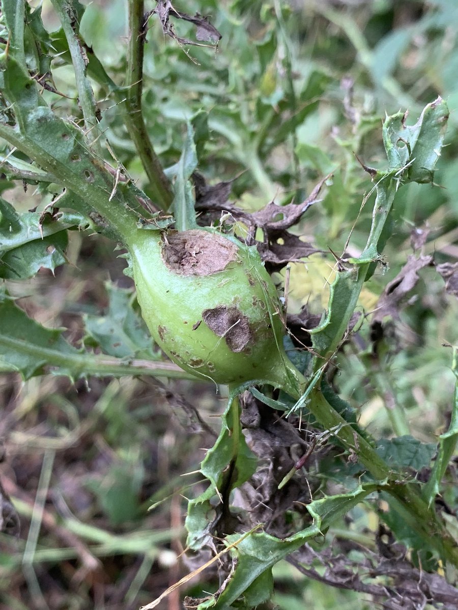 JstKnst's tweet photo. Tijdens het maaien kwam ik deze distel tegen. In de stengel zit een flinke verdikking. 

Zou dat van een #distelgalboorvlieg kunnen zijn? https://t.co/Gm5D9yAwPf