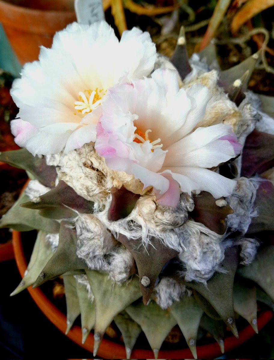 Ariocarpus retusus, from the high Chihuanhan desert. I have looked after this plant for at least 15 years and now it is big enough to flower. #cactus #flower #succulents