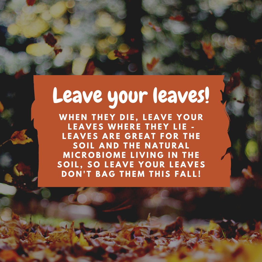 When they die leave your leaves where they lie
#fall #fallleaves #nolawns #antilawn #antilawnmovement #nativeyard #nativegarden #nativeplants