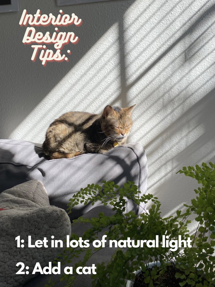 thetinycathouse's tweet photo. Share this #interiordesign tip with anyone who wants to level up their space. 😸

#CatsofTwittter https://t.co/zmw1Zyxxdm