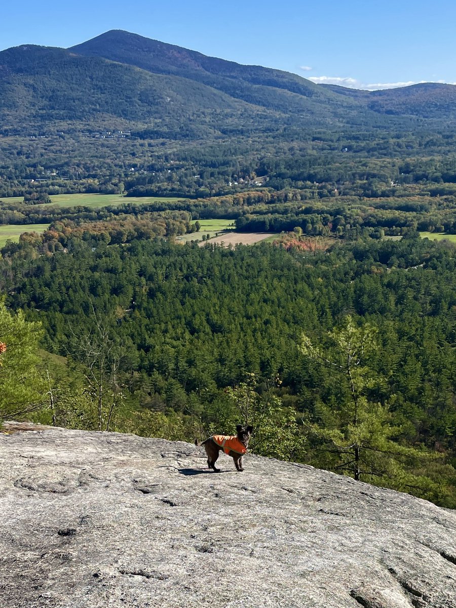 LisaGardnerBks's tweet photo. Annabelle is wearing her fall colors. Trees need to don theirs! #morningwalk #fallismyfavoriteseason #timetohike https://t.co/PqJqqhdoVR