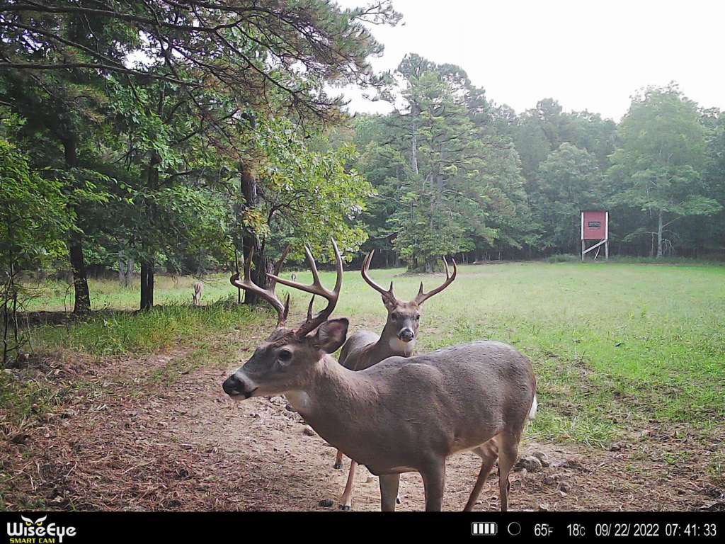 Alex_Rutledge's tweet photo. They are making runs and scrapes here in the #ozarks……
#wiseeyetech #huntcontrol #fueledbyhornady #Eagleseed #buckgrits #12voltpowerpack #americanrootsoutdoorswithalexrutledge https://t.co/fSGF0rlWea