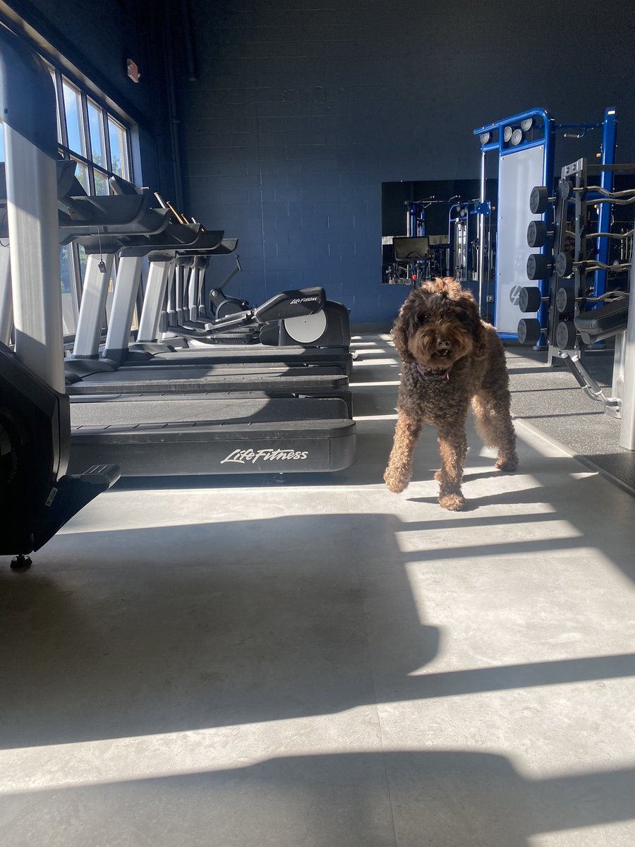 MClubFitLex's tweet image. SPOTTED- A four legged friend