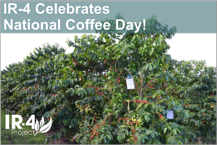 IR4_Project's tweet photo. Today is #NationalCoffeeDay! What would we do without our ☕?? Search https://t.co/AWOXz2g9nR for #coffee to view our project's #pestmanagement research benefiting coffee growers (and drinkers!) in #Hawaii, #PuertoRico, and beyond. #coffeeborer #coffeerust #IPM @wrobles9 https://t.co/x9kPtqNnJT
