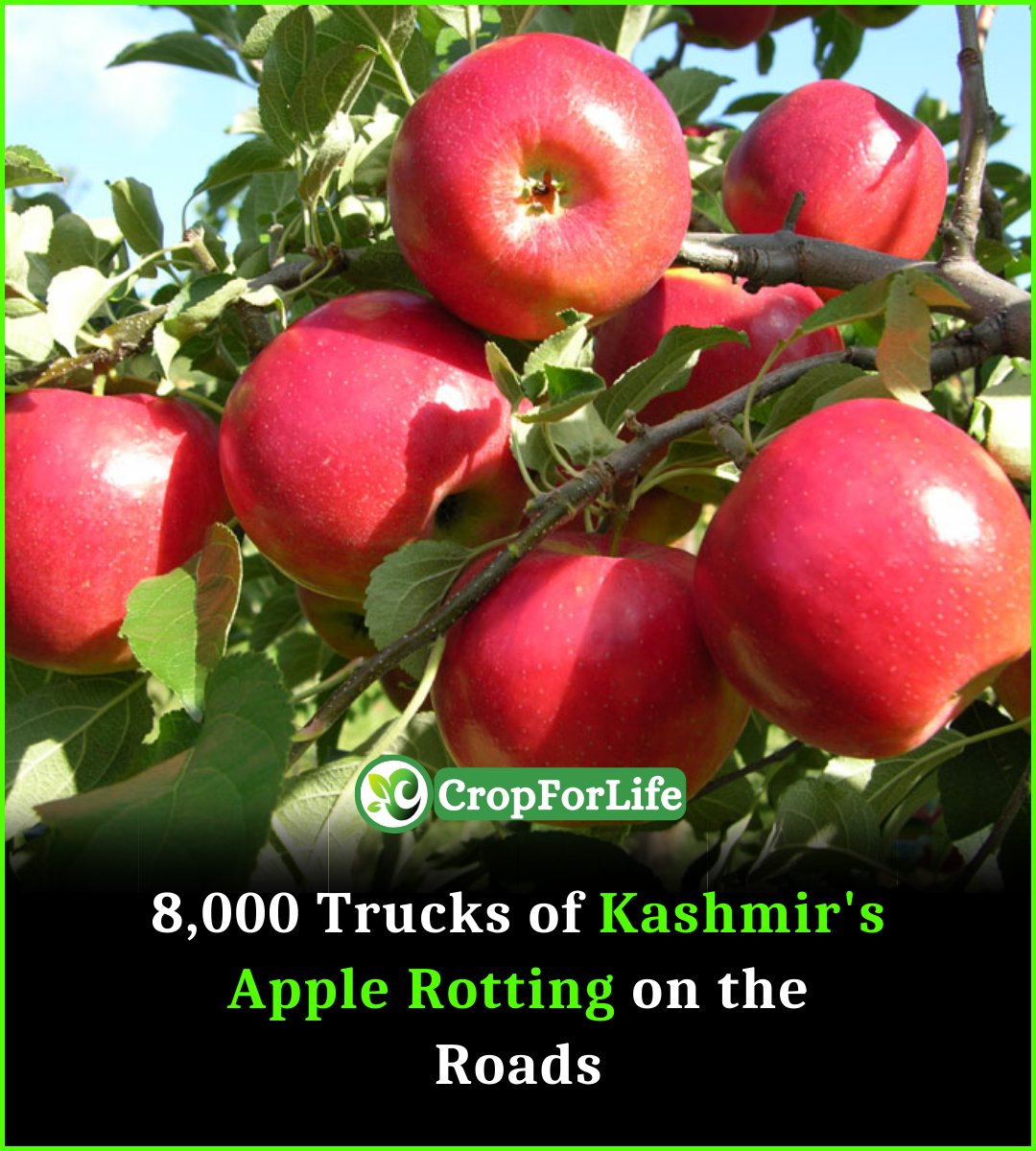 cultivation_ag's tweet photo. About 8,000 trucks carrying apples were stranded on the highway for the past two weeks, as per the Kashmiri fruit growers.
#cropforlife #Apple #Kashmir #Hacker #AhadRazaMir
#MahiraKhan https://t.co/gzev8pMDJm