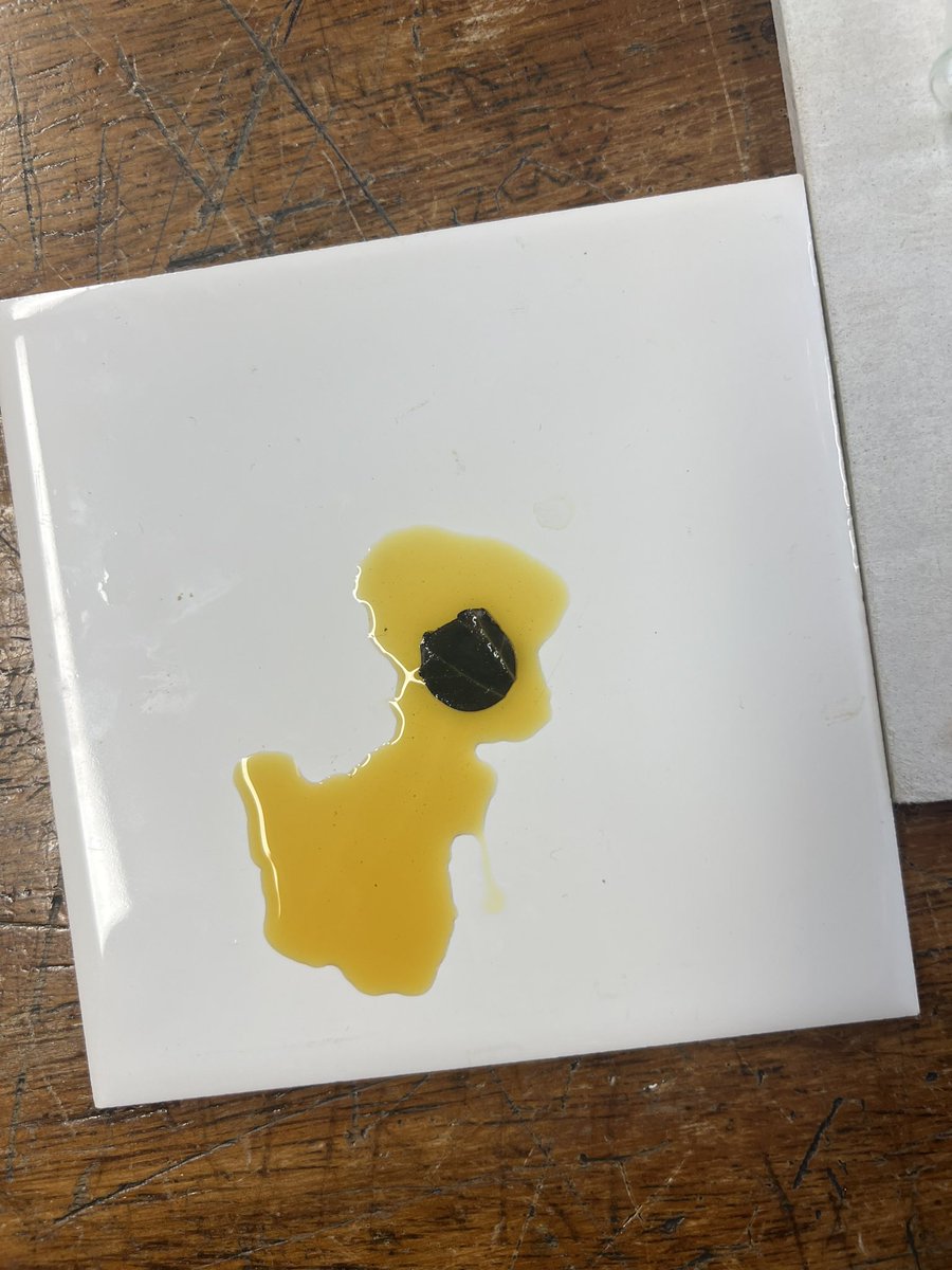 MsRobertsonBio's tweet photo. S1 showing their very good practical skills today when testing a leaf for starch! 🤩 https://t.co/jApWyBIFTz