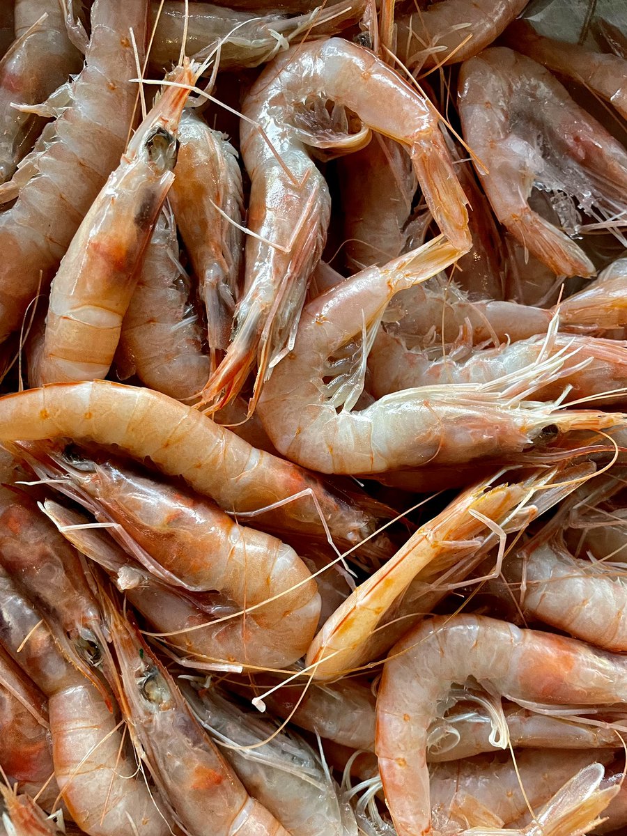 Bar Esteban (@barestebann8) on Twitter photo Atlantic prawns just delivered for our new dish: caviche de gambas!!🦐🦐🦐
.
.
.
<a href="/barestebanN8/">Bar Esteban</a> <a href="/spain/">Spain</a> <a href="/TrabajosEnLondr/">Trabajos En Londres</a> <a href="/INHARINGEY/">inHaringey</a> <a href="/FoodPornPhotos/">Skyecrab 2 ❤️🔥✨</a> <a href="/crouchendforum/">Crouch End Forum</a> <a href="/EatCrouchEnd/">Eat Crouch End</a> <a href="/crouchendwiki/">crouchend</a> <a href="/crouchendmum1/">Muswell Hill Mum</a> <a href="/MuswellHillNews/">MuswellHillNews</a> Atlantic prawns just delivered for our new dish: caviche de gambas!!🦐🦐🦐
.
.
.
<a href="/barestebanN8/">Bar Esteban</a> <a href="/spain/">Spain</a> <a href="/TrabajosEnLondr/">Trabajos En Londres</a> <a href="/INHARINGEY/">inHaringey</a> <a href="/FoodPornPhotos/">Skyecrab 2 ❤️🔥✨</a> <a href="/crouchendforum/">Crouch End Forum</a> <a href="/EatCrouchEnd/">Eat Crouch End</a> <a href="/crouchendwiki/">crouchend</a> <a href="/crouchendmum1/">Muswell Hill Mum</a> <a href="/MuswellHillNews/">MuswellHillNews</a>