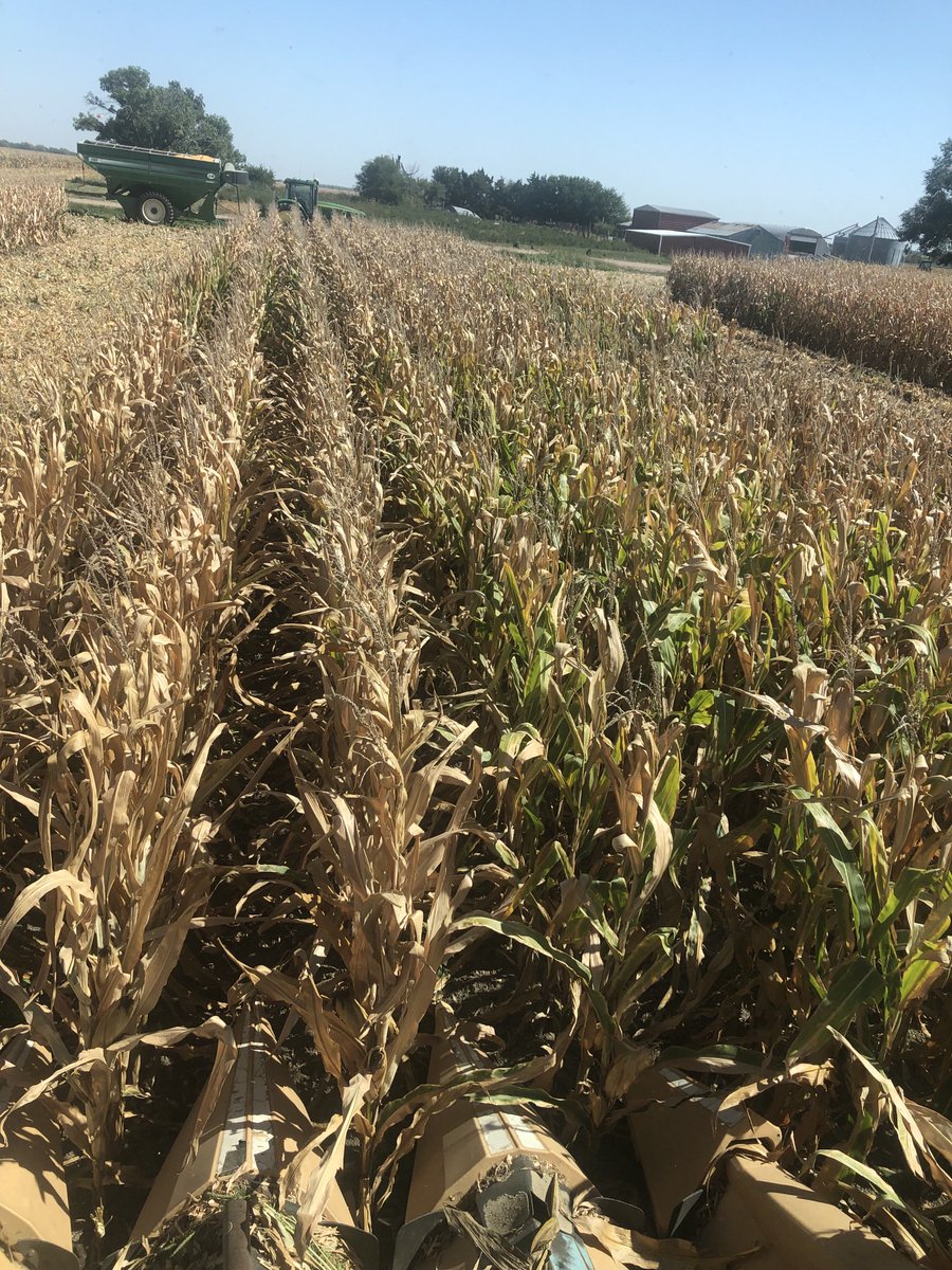 MarkGBolton's tweet image. One of these #smartcorn hybrids might be good enough to be in a seed corn bag in the near future! ⁦@Asgrow_DEKALB⁩ ⁦@ChannelSeed⁩
