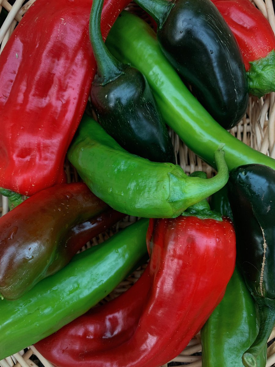 solveig_hanson's tweet image. Plant peppers, forget what kinds you planted, assume one must be sweet, bite the tip, sweet indeed! Slice up to enjoy, touch eyeball, discover how 🌶️spicy🌶️ they all are, cry, repeat every year for the rest of eternity

(Look how pretty!)