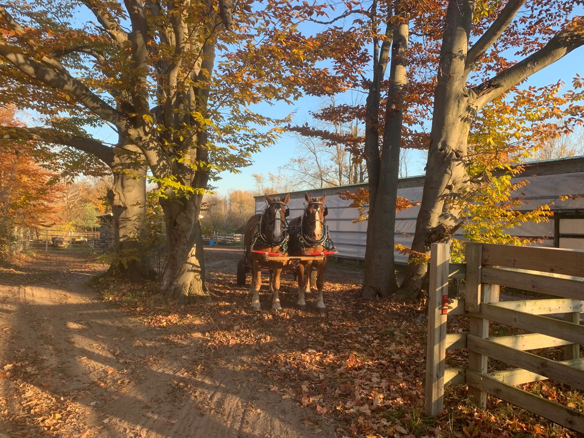 Who's ready for some fall fun? How about a wagon ride that ends in a campfire, cider and donuts? 🍂🔥Starting 10/1, @countrydairyinc is offering weekend color tours designed for the whole family. More info at countrydairy.com.
📷: @countrydairyinc