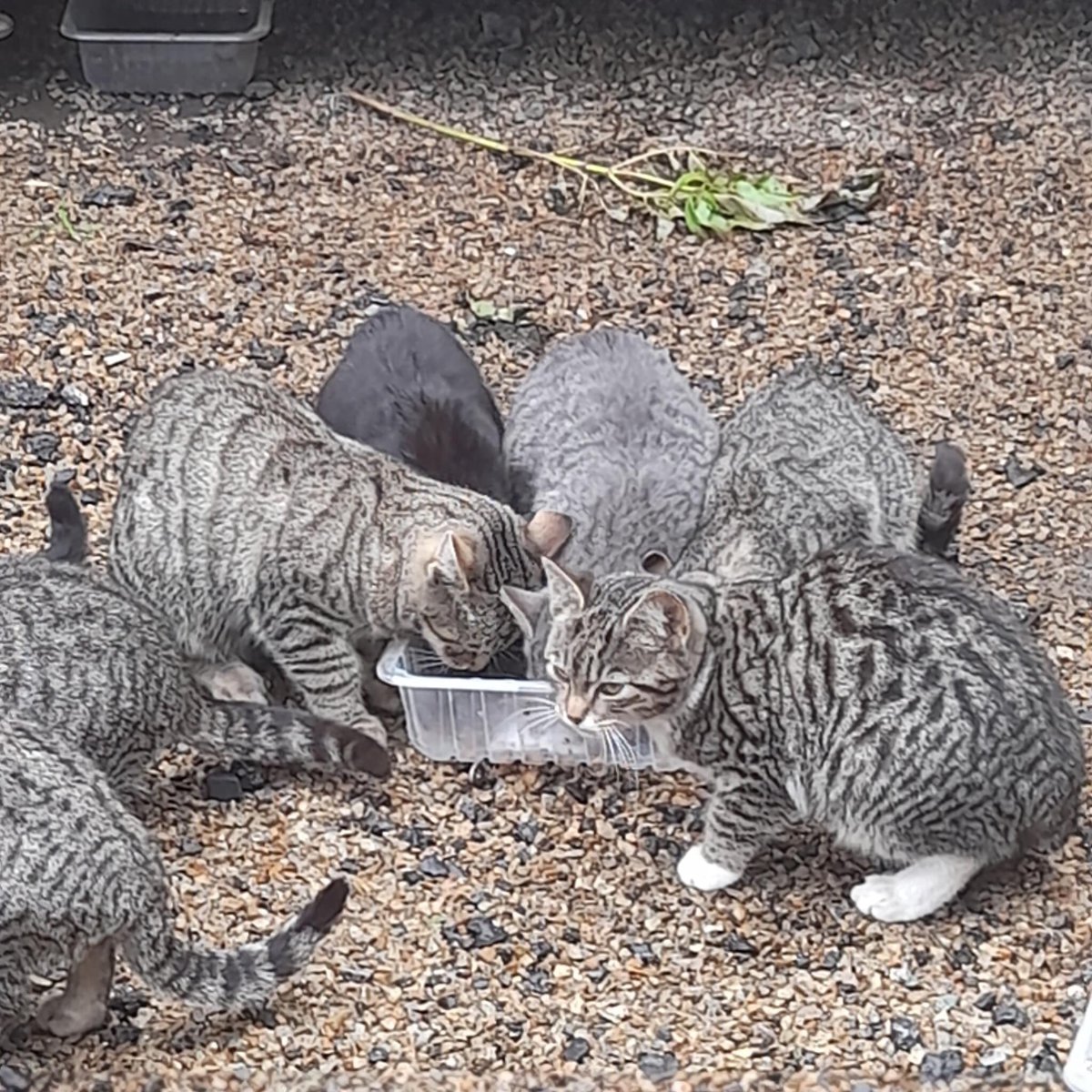 Zorka.budka tweet media