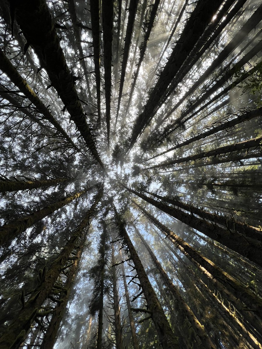 Laura McHugh tweet media