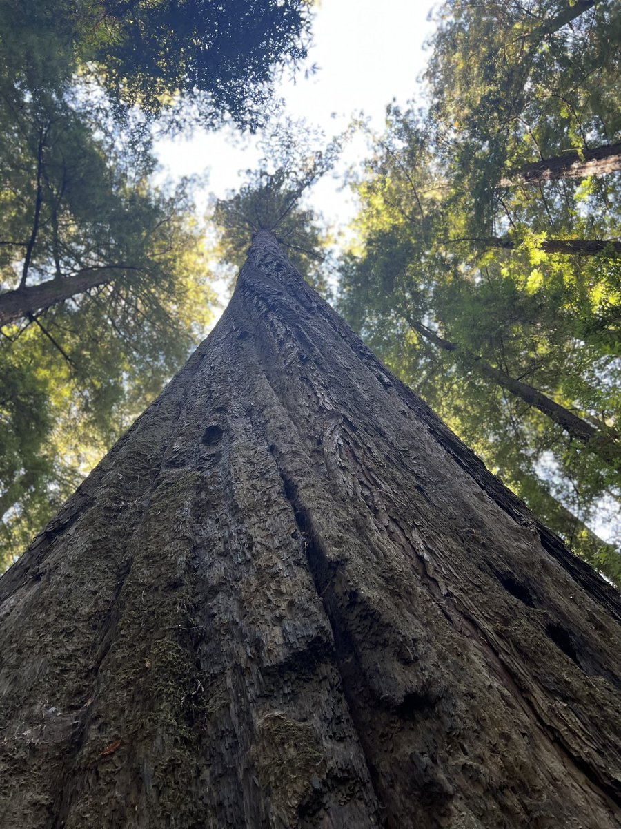 Laura McHugh tweet media