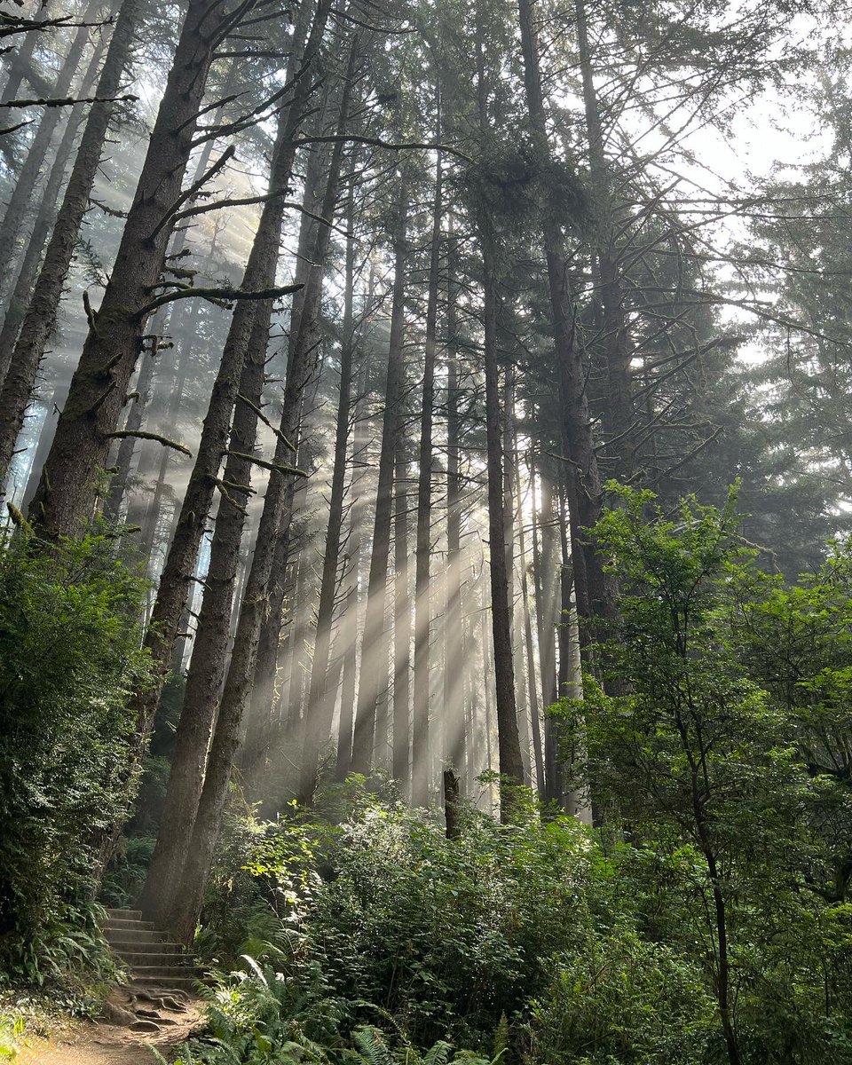 Laura McHugh tweet media