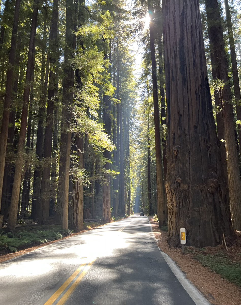 Laura McHugh tweet media