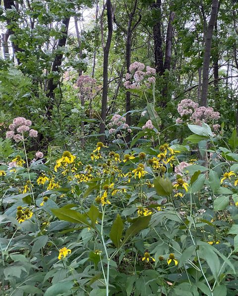 Our friends at River Revitalization Foundation remind us there are still glimpses of summer to be found! Here are some beautiful native plants along the Milwaukee RIver, signs of healthy habitat.