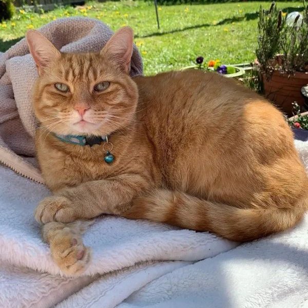 JohnDaffern2's tweet photo. Tigger was #LOST on September 27, 2022 in #Nottingham #NG6 8YR near Ken Martin Leisure centre 

 #Tigger is a  boy never goes far from our home. He’s a #Therapycat for my daughter and she is missing him greatly. Please check gardens, sheds, under hedges
 https://t.co/rUAAcXRCQL https://t.co/BLGjeo78SU