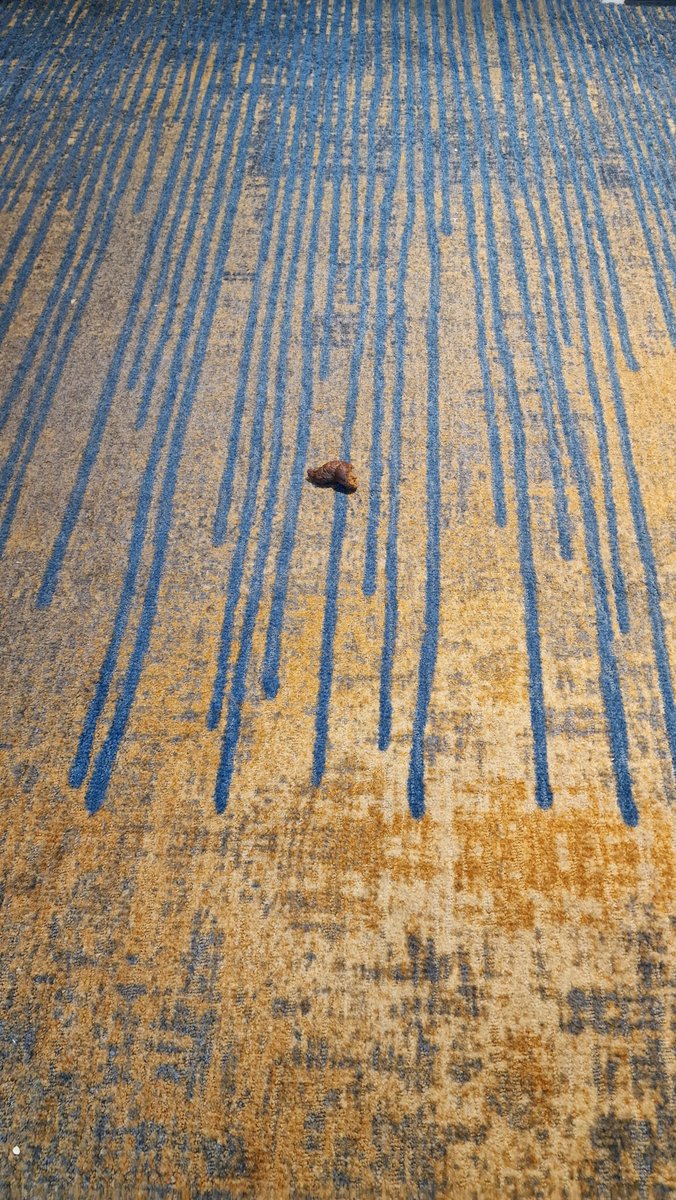 See Shaun Vlog tweet media