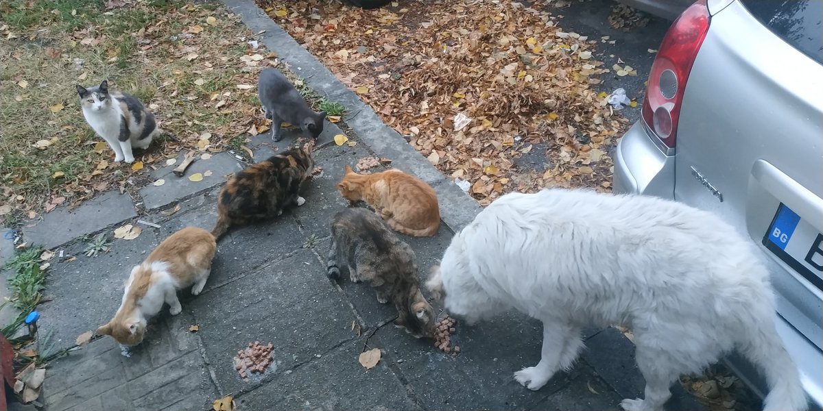 Who said dogs and cats can't be friends ? 🐶❤️😺 Our street babies 💓💓💓 #SparklesDogs #NFTCommunity