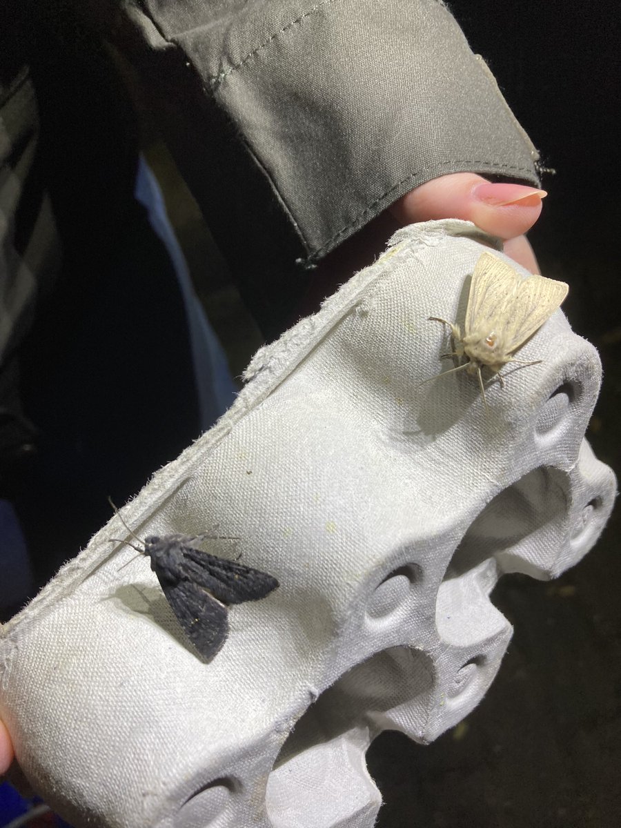 angusenvironews's tweet photo. Thanks to @MontroseBasin for hosting a climate themed moth event for us last night for #AngusClimateWeek .. popular event as always & 25 species found in expert Paul’s moth trap!
#moth #climatecgange #Angus #MontroseBasin https://t.co/1E3mHSFaGS