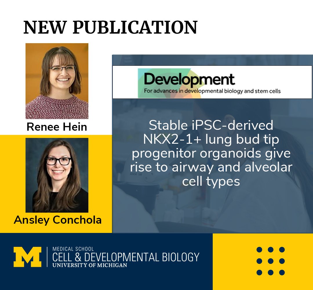 New Publication by <a href="/ReneeConway/">Renee Conway Hein</a> and Ansley Conchola from the <a href="/TheSpenceLab/">Jason Spence</a>!

"Stable iPSC-derived NKX2-1+ lung bud tip progenitor organoids give rise to airway and alveolar cell types," has been published in Development.

Read more: michmed.org/zQAnX