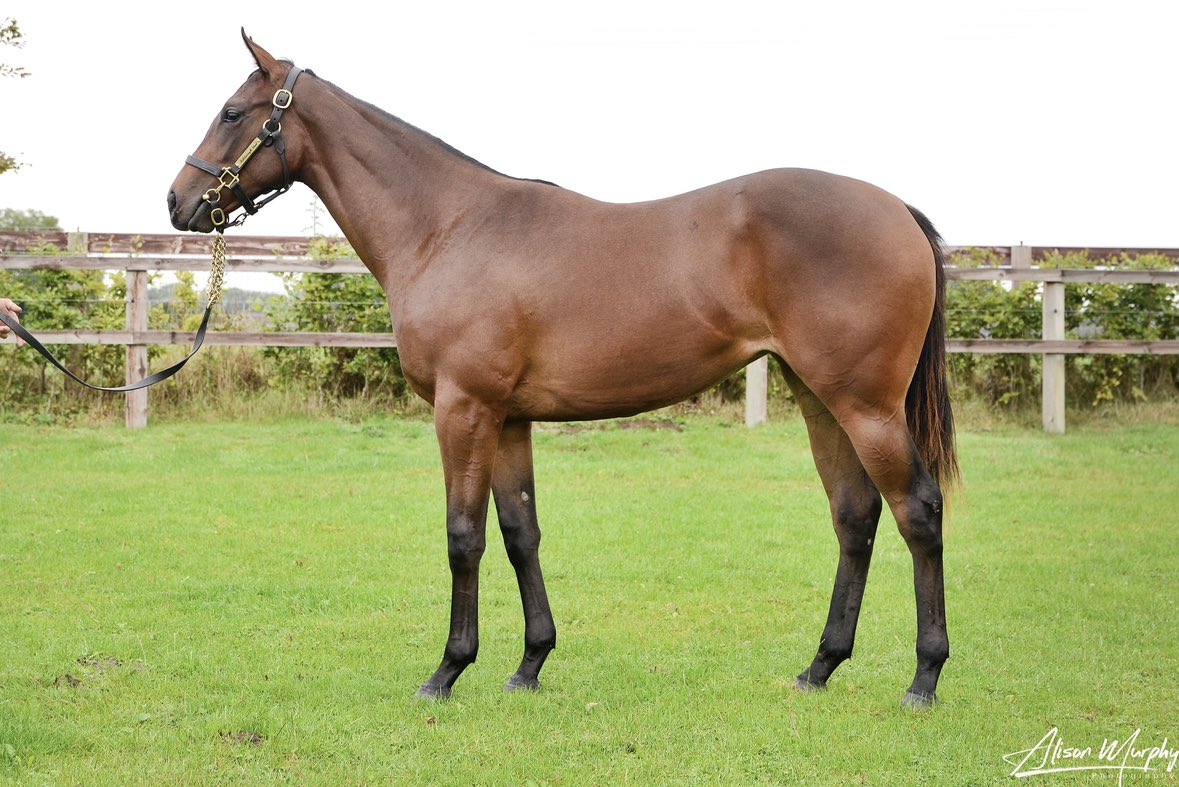 Top Line Sales on Twitter "Officially done shopping at The Goffs