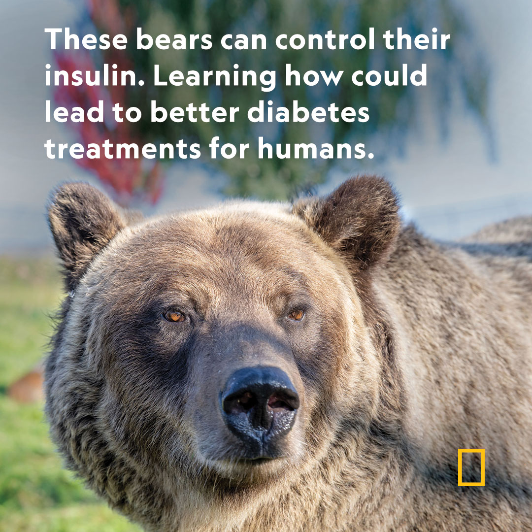 Scientists have discovered eight key proteins—also found in people—that help keep grizzly bears diabetes free on.natgeo.com/3SHPAny