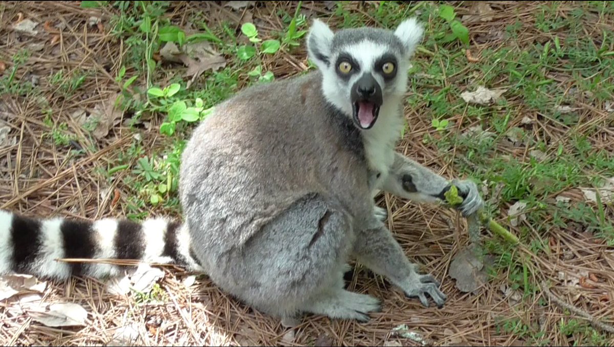 Dr. Stephanie Canington tweet media