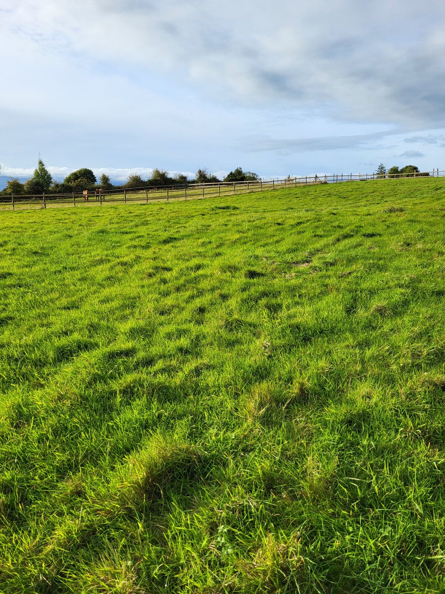 Winter paddocks looking good for horses, maybe too much grass for #Irishdraught Seeds from <a href="/FruitHillFarm/">Fruit Hill Farm</a> horse meadow mix, slowly replacing some of the rye grass.