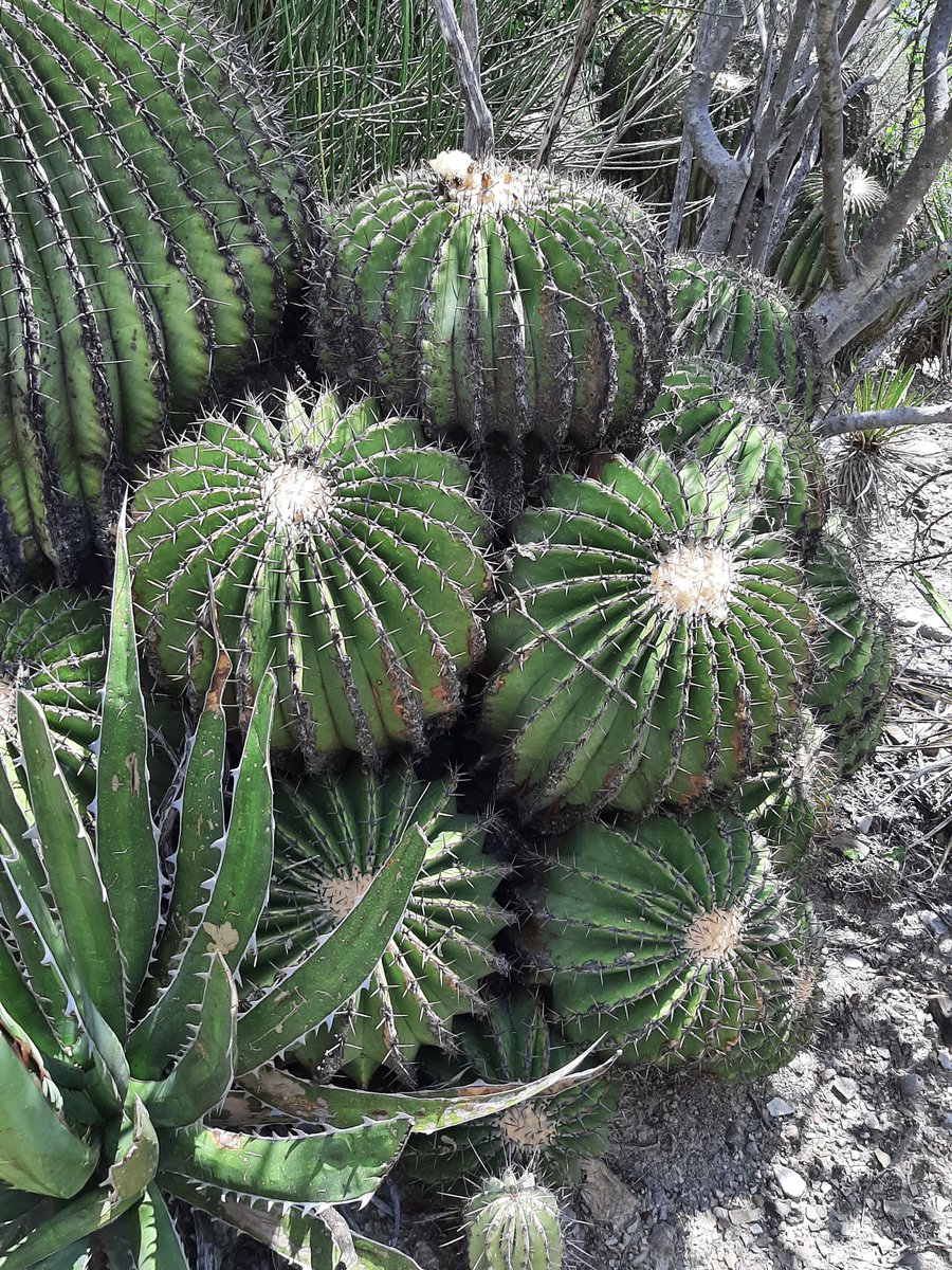 ican_cactaceae's tweet photo. We are starting our webinar with Michiel Pillet as speaker

Elevated extinction risk of cacti under climate change.

Tune in! https://t.co/Sjzui2mGcQ
