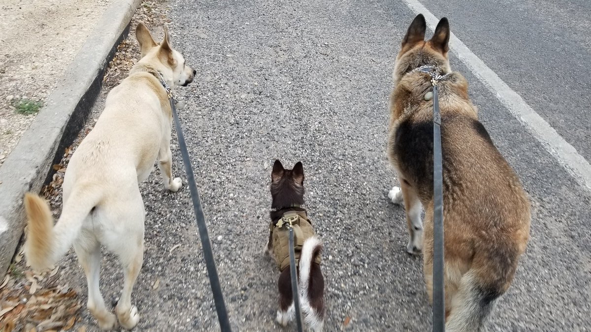 GaryACarlo's tweet photo. Three years ago today Bandit spotted Sig & Colt walking together down the road and decided he wanted in. Even though Sig is no longer with us his spirit is. #GSD_Sig #BMC_Colt #CCS_Bandit #TexasPups https://t.co/xxAiiJ7wl0