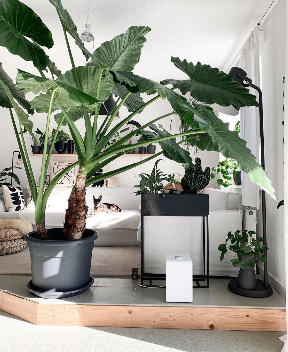HobbyistPlant's tweet photo. Big plants are the best 🌿 https://t.co/o1AjqvUmet