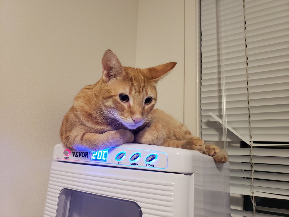 Committee meeting tomorrow! Blergh! Why do I tie myself in knots about it every time? This one's going to be good. I'll get useful feedback on switching projects. I'm the mean time, I'll just continue to be a mess. And enjoy the cats trying to help.