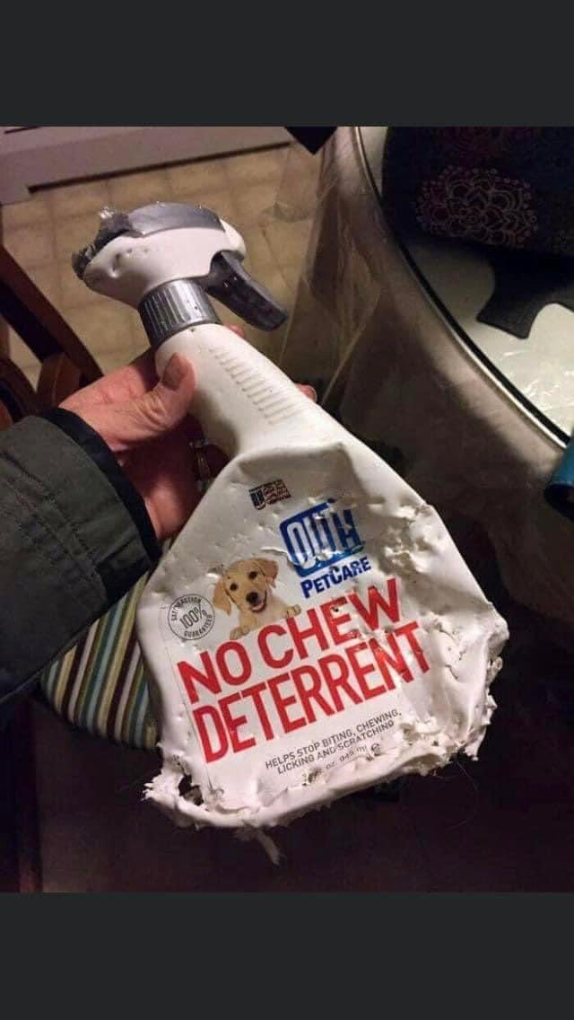 A hand holds a white spray bottle of No Chew Deterrent. The bottle has been thoroughly chewed.