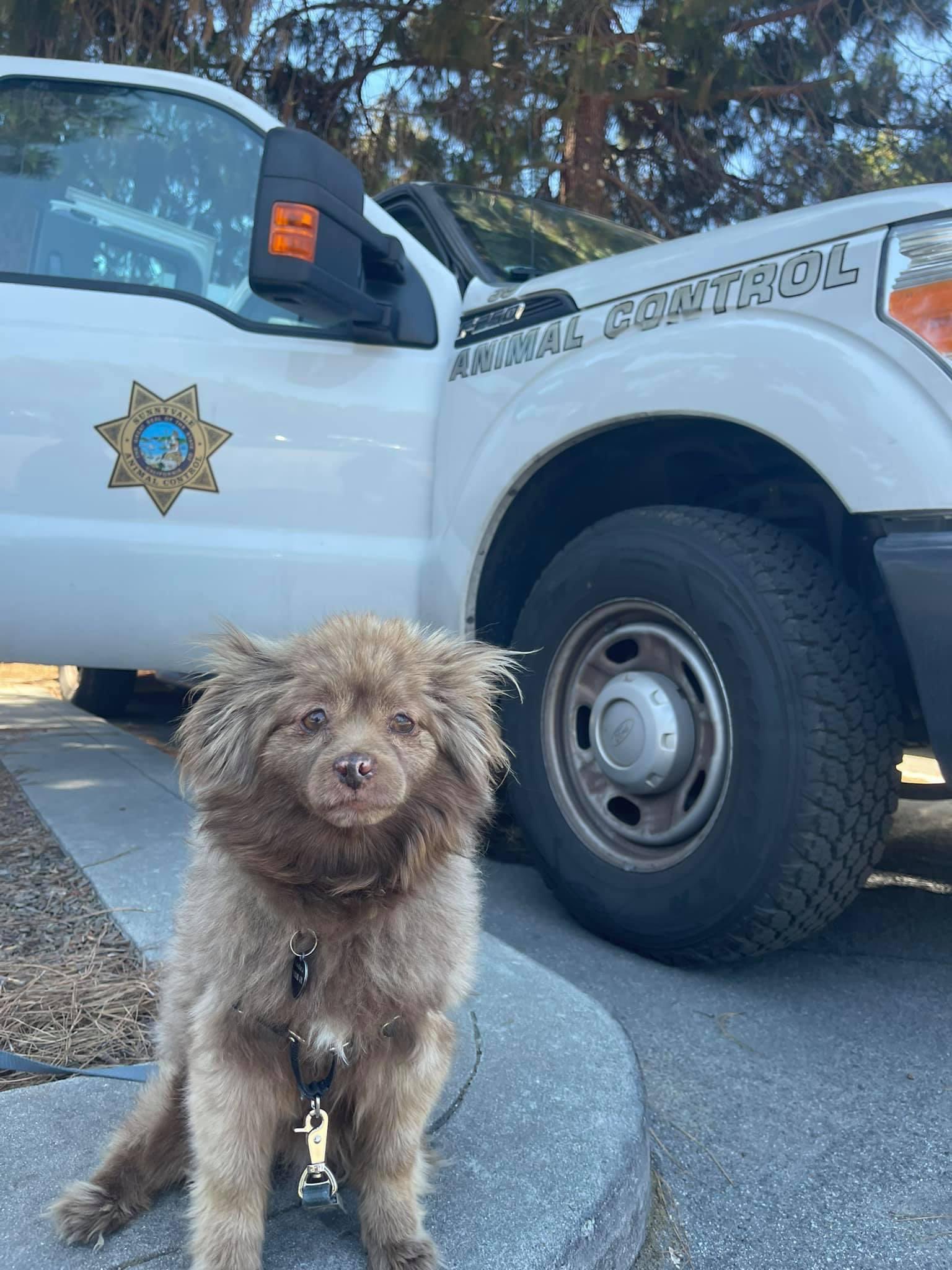 Sunnyvale DPS on Twitter: Sunnyvale DPS on Twitter: