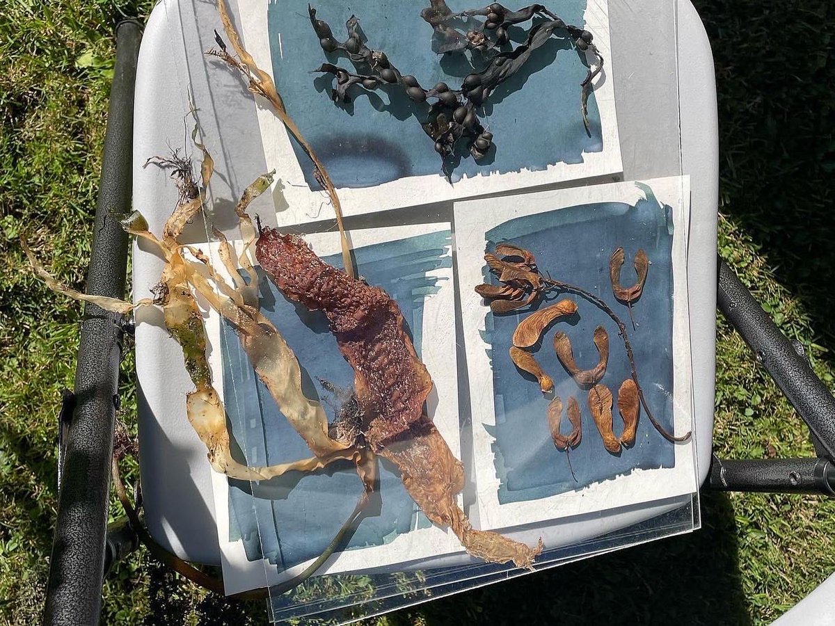 LancasterJane13's tweet photo. Cyanotype kit has arrived #beachschool #forestschool #seahouses #Northumberland #arts #blueseathinking #cyan https://t.co/bgNUDfTiUZ