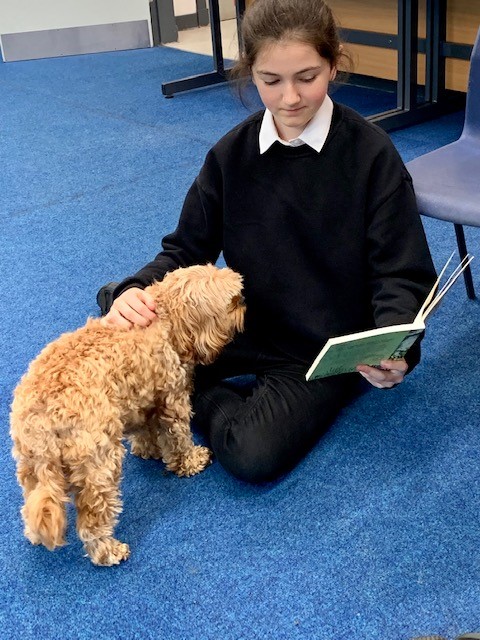 PupilSupportDGS's tweet image. Reading to dogs helps  develop literacy skills and build confidence, for many pupils, reading aloud can be a bit intimidating or even stressful. A calm dog creates a comfortable, relaxed atmosphere. Dogs enjoy attention and cosy up to our readers.