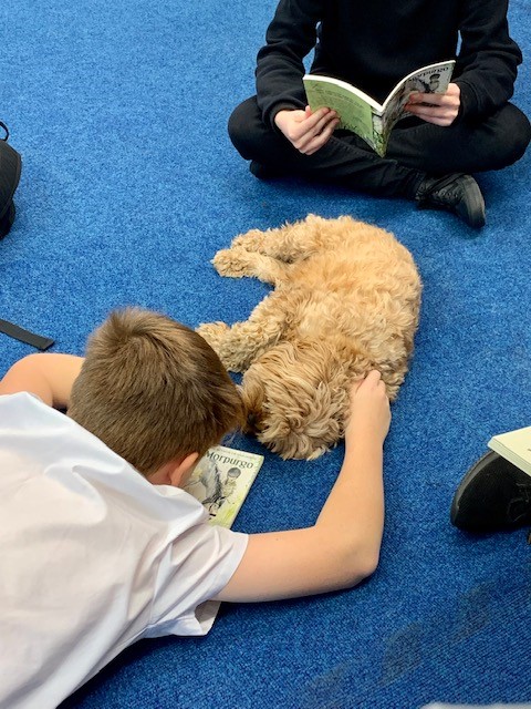PupilSupportDGS's tweet image. Reading to dogs helps  develop literacy skills and build confidence, for many pupils, reading aloud can be a bit intimidating or even stressful. A calm dog creates a comfortable, relaxed atmosphere. Dogs enjoy attention and cosy up to our readers.