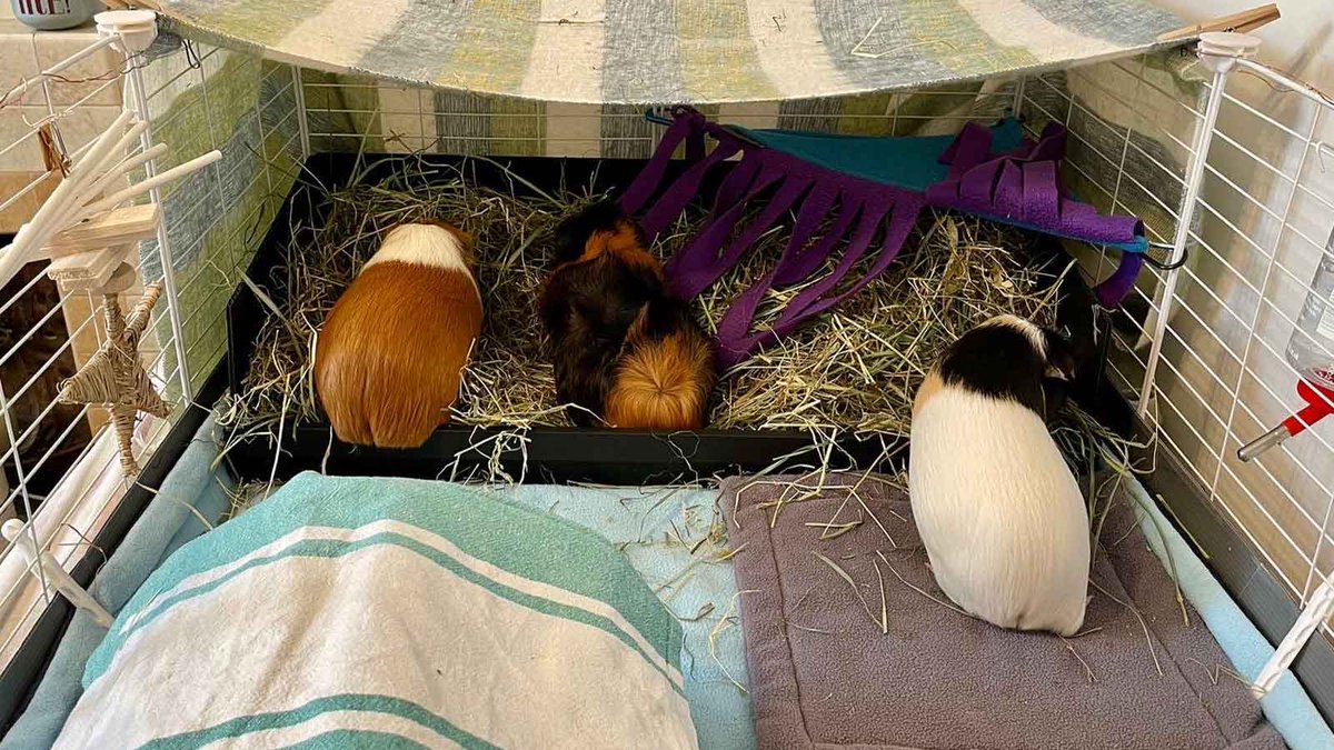 WoodgreenPets's tweet photo. We can’t help but feel slightly jealous of Pumpkin, Totoro and Matilda's accommodation set-up. 🏡 With cosy bedding, plenty of fresh hay and a tunnel for a spot of hide and seek, there’s so much to keep them comfy and occupied too. #GPAW #GuineaPigAwarenessWeek https://t.co/PtHe5M2VEE
