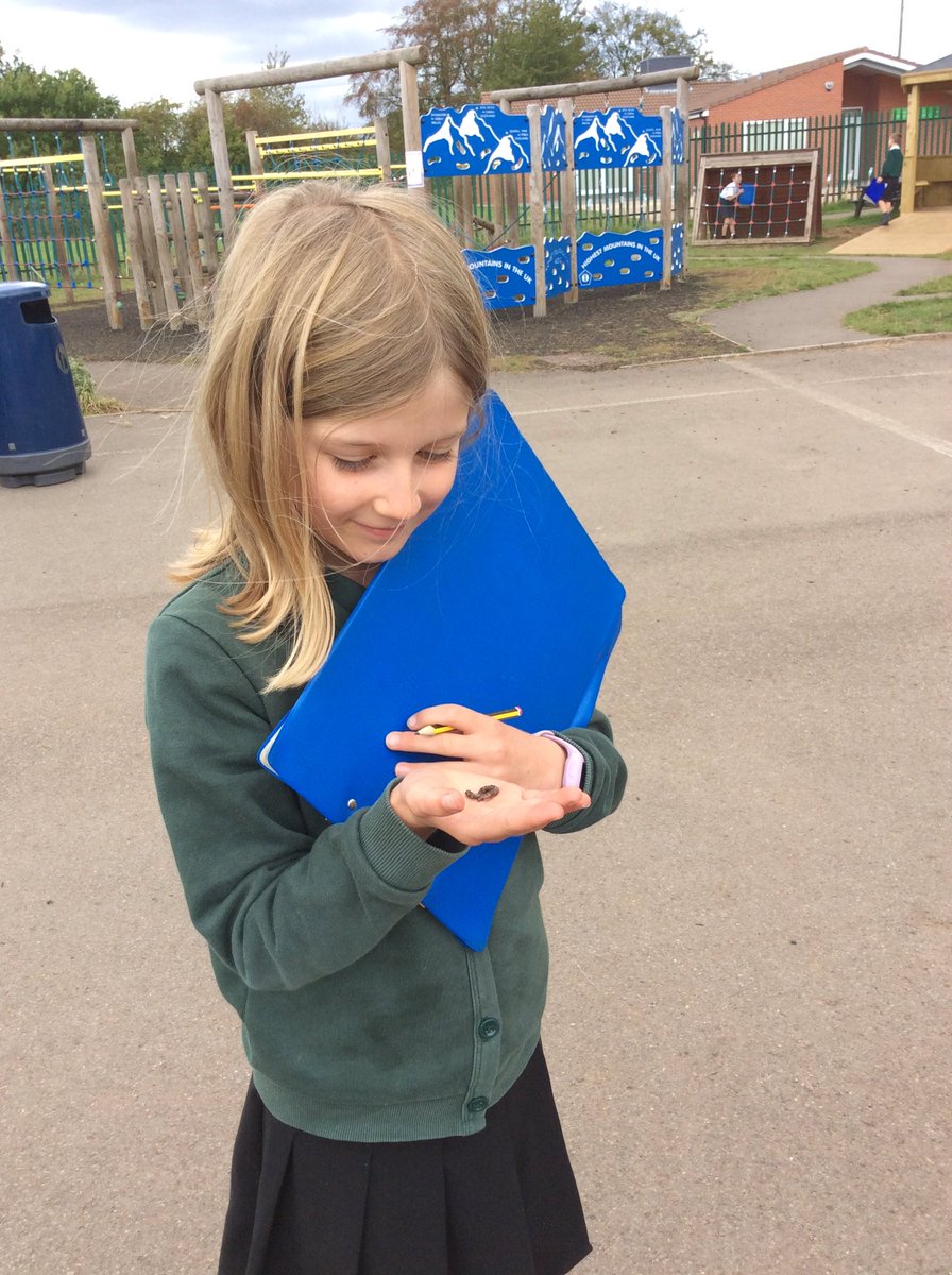 BeechClass_RE's tweet image. Beech class conducted an invertebrate hunt this week. The children found worms, spiders and ants as well as a snail! Although no creatures were harmed, they were definitely elusive! 😀
