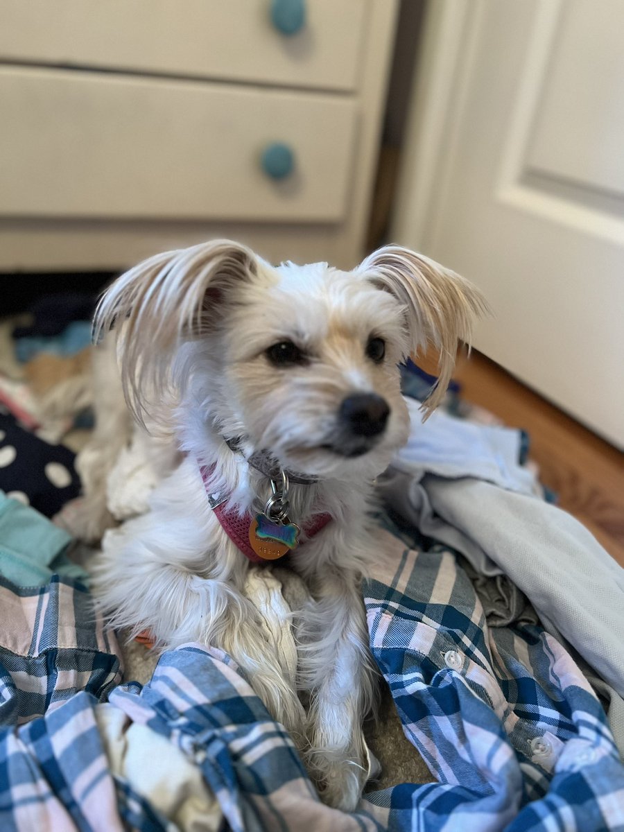 Laundry day with Reina the Rescue