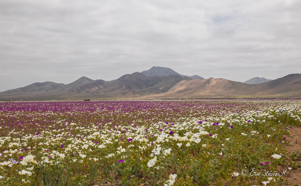 erib1977's tweet photo. Desierto florido 2022, Región de Atacama.
.
.
Chile 🇨🇱.
#photography #fotografia #hikingadventures #MarcaChile #achilepoh #conociendochile #visitchile #goforchile #desiertoflorido2022 #amigosdechile #atacamachile https://t.co/fiViz0A86R