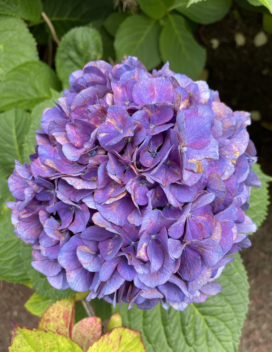 Jennifer Davids, MD tweet media