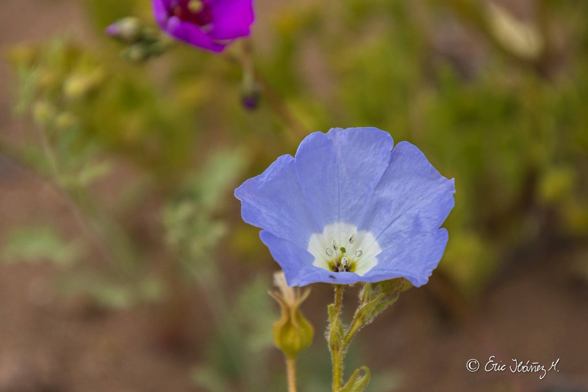 erib1977's tweet photo. Desierto florido 2022, Región de Atacama.
.
.
Chile 🇨🇱.
#photography #fotografia #hikingadventures #MarcaChile #achilepoh #conociendochile #visitchile #goforchile #desiertoflorido2022 #amigosdechile #atacamachile https://t.co/fiViz0A86R