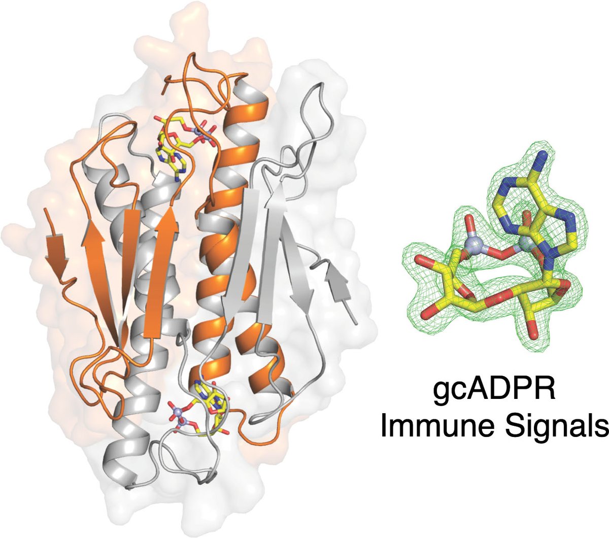 The Kranzusch lab (kranzuschlab.med.harvard.edu) and Sorek lab <a href="/SorekLab/">Sorek Lab</a> report discovery of gcADPRs as a new class of antiviral signals. @nature nature.com/articles/s4158…