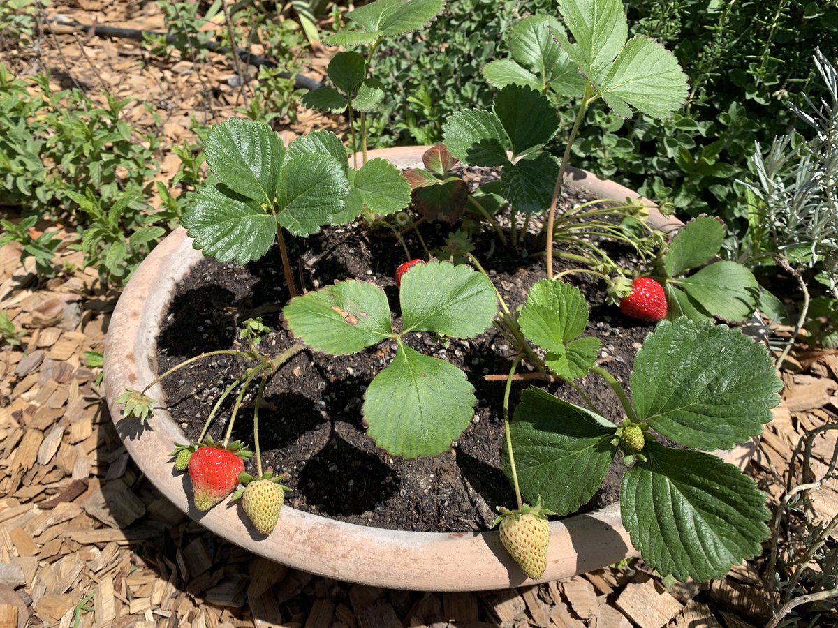 no one asked but look at my strawberries